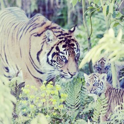 London Zoo